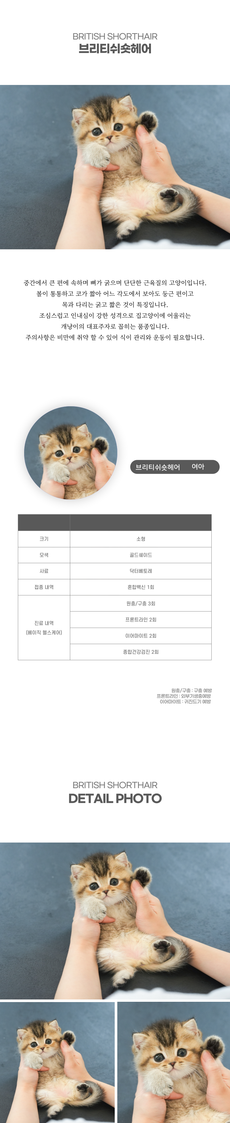 브리티쉬숏헤어_상세이미지_2
